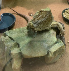 Bearded Dragon Smarter than most autonomous robots!